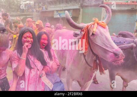 Inde, Mathura - jeunes femmes réagissant aux vaches couvertes de poudre colorée dans la procession de Holi à Mathura. Banque D'Images