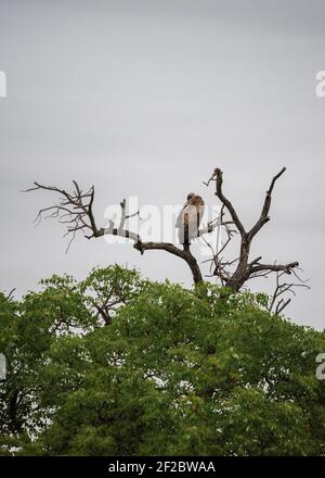 Vulture à dos blanc perchée sur un arbre mort contre un ciel nuageux dans le parc national Kruger, Afrique du Sud. Décembre 2020 Banque D'Images