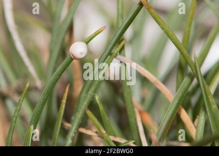 L'oeuf de l'hespérie à pois argentés (Hesperia Comma) est posé sur la fétuque des moutons (Festuca ovina). Sussex, Royaume-Uni. Banque D'Images