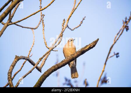 oiseau eurasien jay - garrulus glandarius - assis sur le branche en hiver avec ciel bleu en arrière-plan Banque D'Images