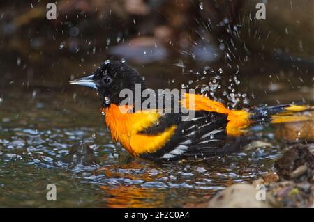 Oriole nord mâle Banque D'Images