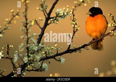 Portrait de l'oriole du nord masculin en prune de plage à fleurs Banque D'Images