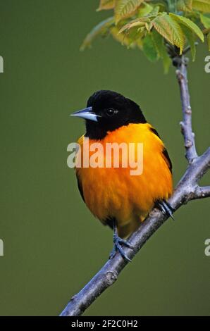 Oriole nord mâle perchée au printemps Banque D'Images