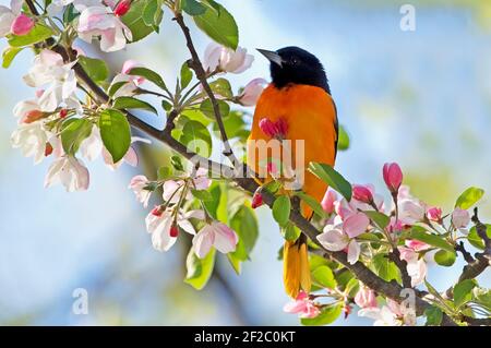 Oriole du nord mâle dans la pomme de crabe à fleurs Banque D'Images