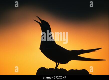 Terres communes. Sterna Hirundo. Nassau County, New York. Silhouette de lanterne commune contre le ciel orange. Banque D'Images