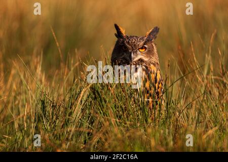 Un portrait d'un hibou de l'aigle européen. Banque D'Images