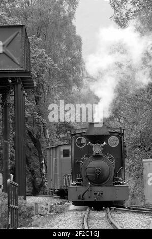 'Fiji' entrant dans la gare de Beddgelert. Banque D'Images