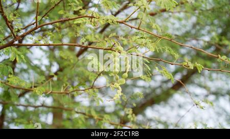 Les fruits de Vachellia nilotica communément appelé arbre arabique de gomme, Babul, Thorn mimosa (arbre de kikar). L'acacia épineux est un arbre du Rajasthan, en Inde Banque D'Images