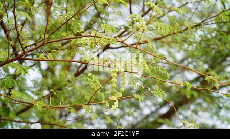 Les fruits de Vachellia nilotica communément appelé arbre arabique de gomme, Babul, Thorn mimosa (arbre de kikar). L'acacia épineux est un arbre du Rajasthan, en Inde Banque D'Images