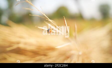 Un coccinelle appelée coccinelle accrochée à une plante de moutarde sèche dans le champ. Macro photo de l'insecte orange sur la moutarde. Insectes et coléoptères d'hiver à Indi Banque D'Images