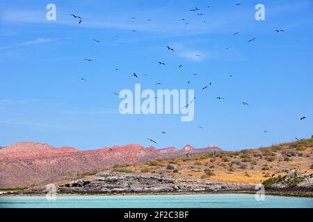 De magnifiques frégatebirds survolant une colonie à Isla Espíritu Santo, île dans le golfe de Californie près de la Paz, Baja California Cruz, Mexique Banque D'Images