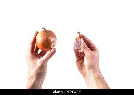 Mains tenant une petite bulbe d'oignon et l'oignon prêt à récolter dans l'autre main, isolé sur un blanc. Banque D'Images