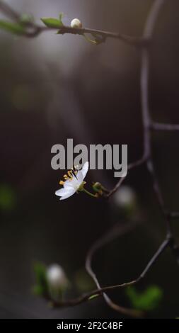 Gros plan de la fleur de pommier begonia fleur fleurant printemps à l'extérieur nature Banque D'Images