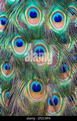 Gros plan des plumes de queue de paon indiennes (Pavo cristatus), verticales Banque D'Images