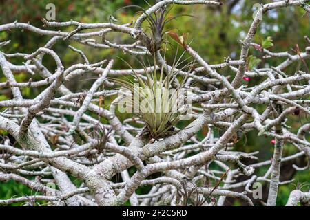 Plante de l'air poussant dans les branches d'une plante de rose de désert (Adenium obesum somalense) Banque D'Images