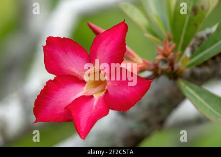 Fleur de rose du désert (Adenium obesum somalense) Banque D'Images