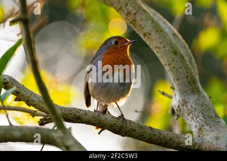 Le robin européen (Erithacus rubecula) Banque D'Images