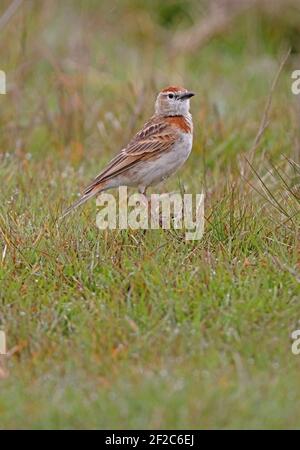 Lark à capuchon rouge (Calandrella cinerea williamsi) mâle dans les pâturages de montagne du Kenya Octobre Banque D'Images