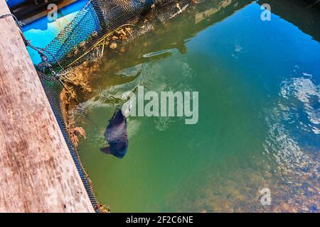 Poisson Stingray dans une boîte en filet à la ferme piscicole. Banque D'Images