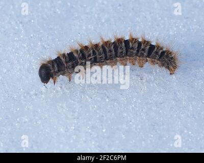 La chenille processive du pin (Thaumetopoea pityocampa) se déplaçant sur la neige sur une montagne en Grèce, en février Banque D'Images