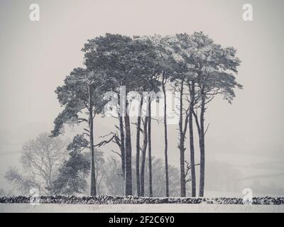 Couverture de neige sur un peuplement de pins écossais (Pinus sylvestris), de pin écossais, de pin rouge européen ou de pin Baltique dans un blizzard en hiver à Cumbria Royaume-Uni Banque D'Images