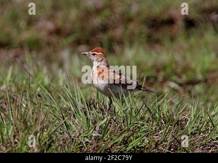 Lark à capuchon rouge (Calandrella cinerea williamsi) adulte dans le pâturage des hautes terres du Kenya Novembre Banque D'Images