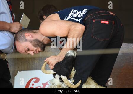 Concours de tonte de moutons au Royal Highland Show Banque D'Images