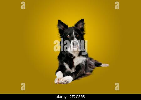 bordure noire et blanche collie à l'aspect élégant devant un fond jaune doré Banque D'Images