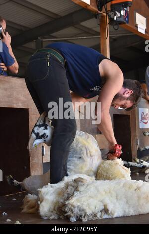 Allan Oldfield, champion du monde de la lame, en Nouvelle-Zélande, a coupé des moutons au Royal Highalnd Show, en Écosse Banque D'Images