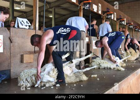 Gavin Mutch Sheep en tonte au Royal Highland Show Banque D'Images