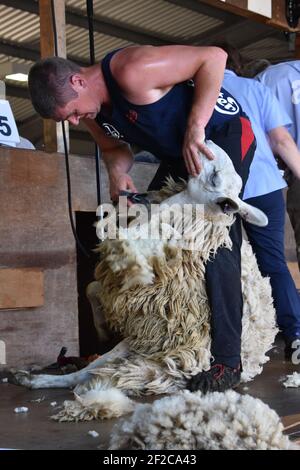 Gavin Mutch Sheep en tonte au Royal Highland Show Banque D'Images