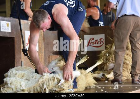 Concours de tonte de moutons au Royal Highland Show Banque D'Images