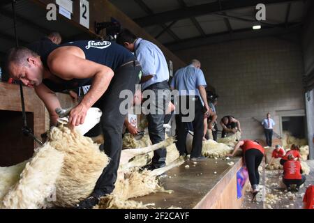 Concours de tonte de moutons au Royal Highland Show Banque D'Images