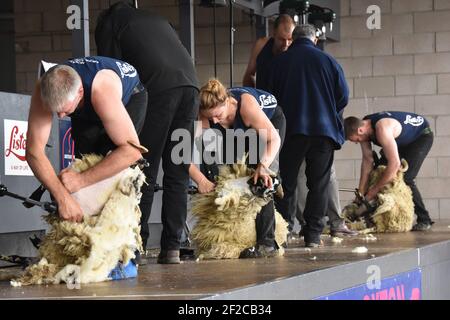 Concours de tonte de moutons au Royal Highland Show Banque D'Images