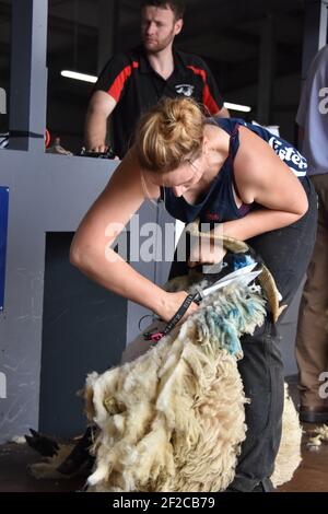 Katie Reid Sheep Sheep Shearing au Royal Highland Show Banque D'Images