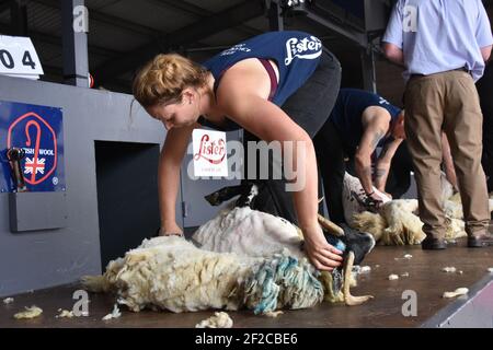 Katie Reid Sheep Sheep Shearing au Royal Highland Show Banque D'Images