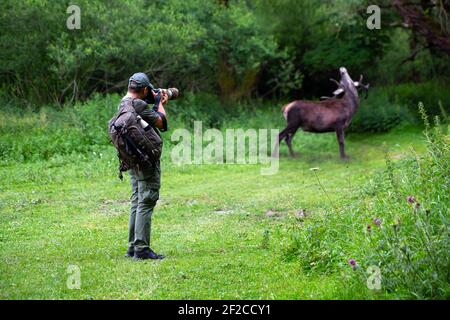 Photographe de la faune en tenue de camouflage prend une photo d'un cerf sauvage mâle dans la forêt. L'homme pleine longueur pointe le téléobjectif Banque D'Images