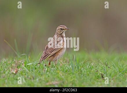 Pipit africaine (Anthus cinnamomeus lacuum) Adulte debout sur herbe courte Kenya Novembre Banque D'Images