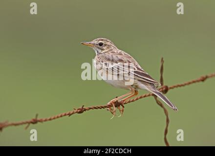 Pipit africaine (Anthus cinnamomeus lacuum) Adulte perché sur une clôture barbelée Kenya Novembre Banque D'Images