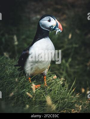 Puffin Fratercula arctica avec beek plein d'anguilles et de hareng pêchez sur le chemin de la nidification des terriers dans une colonie de reproduction Banque D'Images