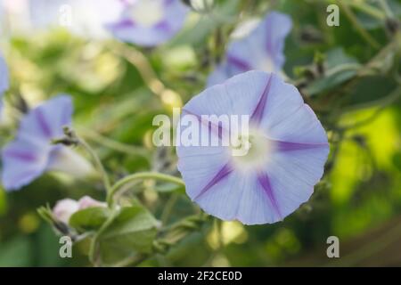 Ipomea 'Inkspots' fleur. Fleur de gloire du matin bleu pâle. Banque D'Images