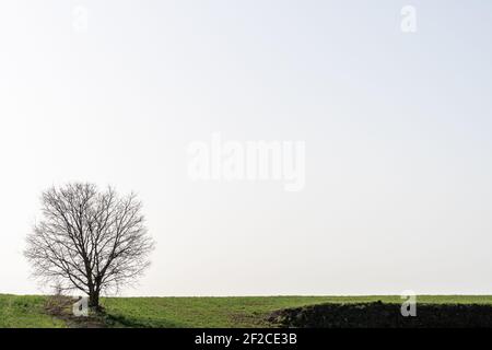 Arbre isolé sans feuilles au milieu d'un champ de céréales vert, horizontal Banque D'Images