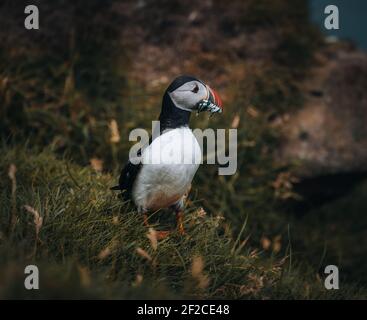 Puffin Fratercula arctica avec beek plein d'anguilles et de hareng pêchez sur le chemin de la nidification des terriers dans une colonie de reproduction Banque D'Images