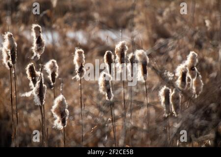 Typha latifolia (queue de cochon), bulruse, bulruse commun, queue de chat, queue de chat-o'-neuf, super reedmace, cooper's reed, cumbungi Banque D'Images
