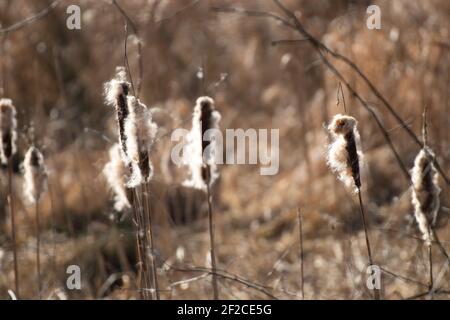 Typha latifolia (queue de cochon), bulruse, bulruse commun, queue de chat, queue de chat-o'-neuf, super reedmace, cooper's reed, cumbungi Banque D'Images