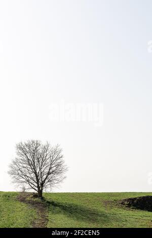 Arbre isolé sans feuilles au milieu d'un champ de céréales vertes, vertical Banque D'Images