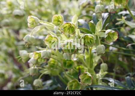 Helleborus foetidus fleurs. Hellébore de la poussette. Banque D'Images