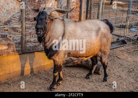 Chèvre RAM avec des cornes impressionnantes debout contre une grungie texturée hangar et clôture avec soleil doré de l'après-midi brillant sur lui Banque D'Images