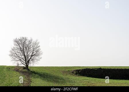 Arbre isolé sans feuilles au milieu d'un champ de céréales vert, horizontal Banque D'Images