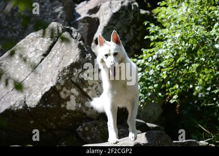 Mélange Husky blanc dans la nature Banque D'Images